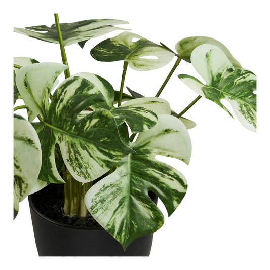 https://cdn.shopify.com/s/files/1/0672/7680/0322/files/No-Image-Placeholder.png?v=1669444344