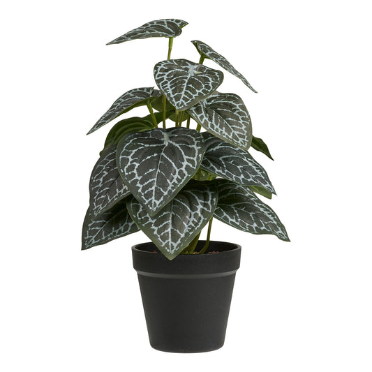 https://cdn.shopify.com/s/files/1/0672/7680/0322/files/No-Image-Placeholder.png?v=1669444344