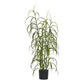 Græs Plante - Plante, Grøn H:68 Cm ⎮ 5713917042968 ⎮ 9510003 