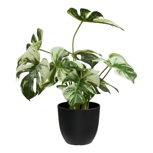 https://cdn.shopify.com/s/files/1/0672/7680/0322/files/No-Image-Placeholder.png?v=1669444344